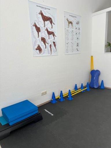 Raum mit Trainingsmatten, Übungsgeräten und Tierzeichnungen an der Wand.